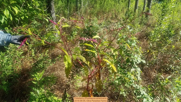[Pokeberry (Phytolacca americana), 2018-08-05, Okra Paradise Farms]