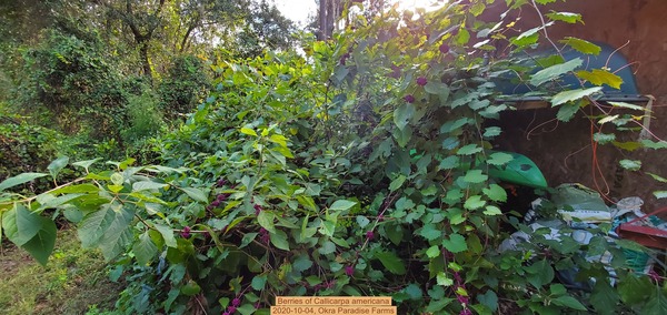 [Berries of Callicarpa americana, 2020-10-04, Okra Paradise Farms]