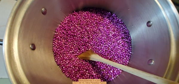 [Beautyberries in a pot, 2021-09-10, Okra Paradise Farms]