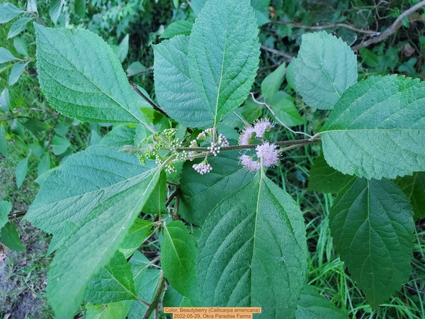 [Color, Beautyberry (Callicarpa americana), 2022-05-29, Okra Paradise Farms]