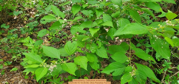 [Beautyberry, Callicarpa americana, 2025:06:15 10:35:58, Okra Paradise Farms]