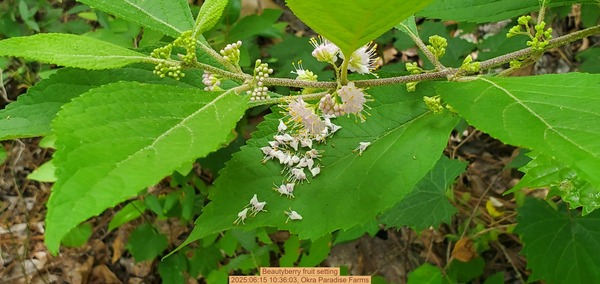 [Beautyberry fruit setting, 2025:06:15 10:36:03, Okra Paradise Farms]
