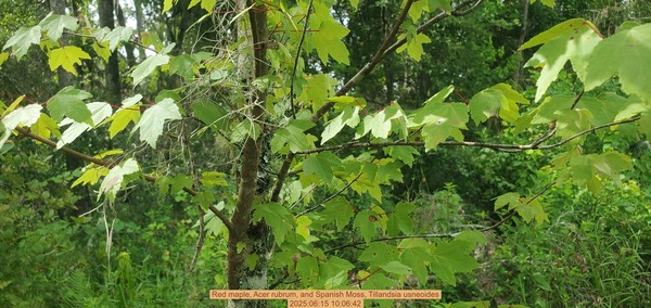 Red maple, Acer rubrum, and Spanish Moss, Tillandsia usneoides, 2025:06:15 10:06:42
