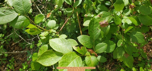 [Black Highbush Blueberry, Vaccinium fuscatum, 2025:06:15 10:28:35]