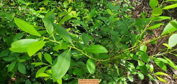 [Gallberry, Ilex glabra, 2025:06:15 10:29:29]