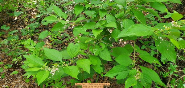 [Beautyberry, Callicarpa americana, 2025:06:15 10:35:58]