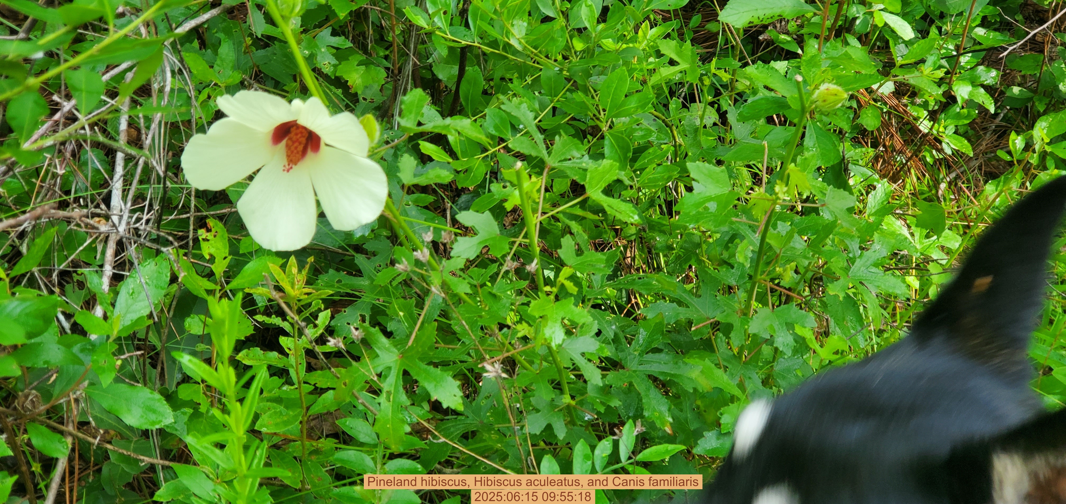Pineland hibiscus, Hibiscus aculeatus, and Canis familiaris, 2025:06:15 09:55:18