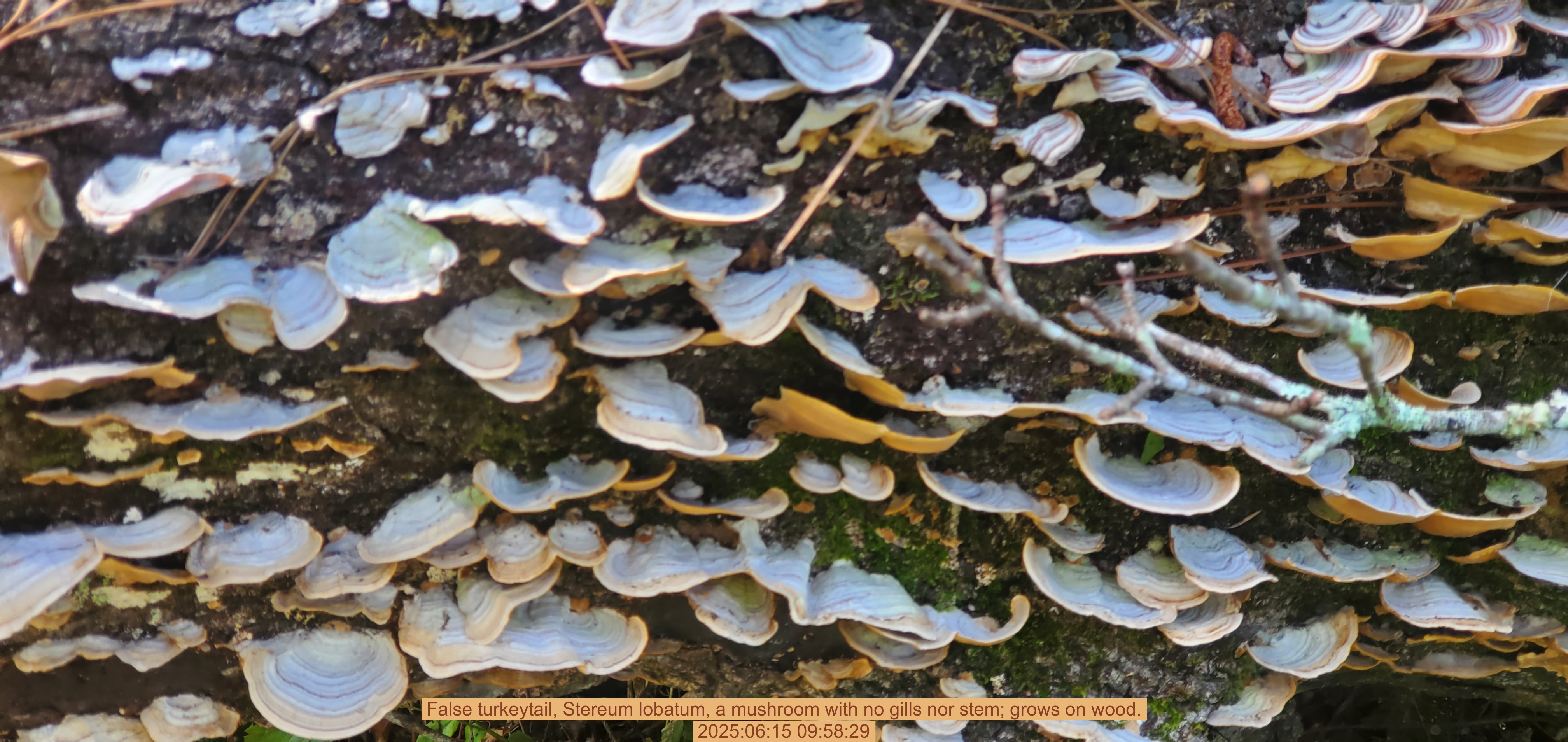 False turkeytail, Stereum lobatum, a mushroom with no gills nor stem; grows on wood., 2025:06:15 09:58:29