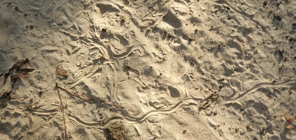Squiggle tracks