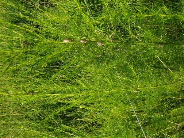 More snails on dog fennel