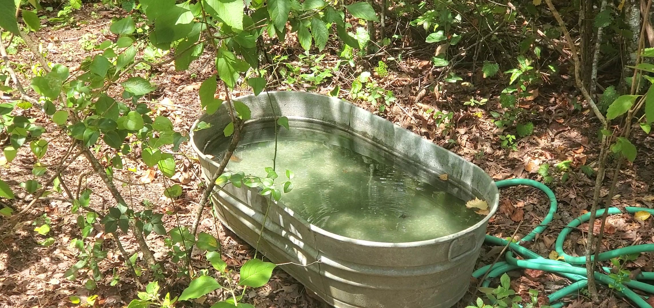 Movie: Dragonfly drinking (34M)