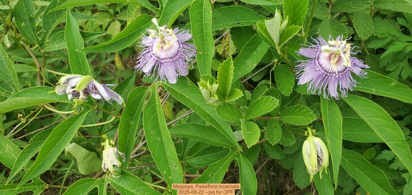 [Maypops, Passiflora incarnata, 2025-08-22 --jsq for OPF]