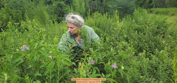 [Gretchen foraging for maypop fruits, 2025-08-22 --jsq for OPF]