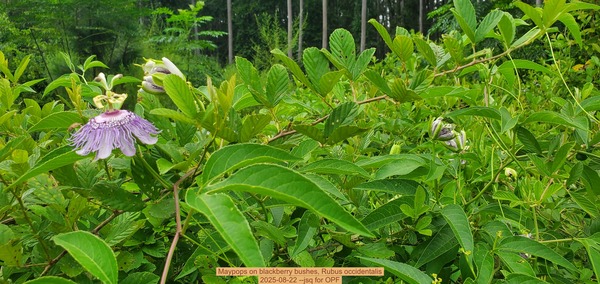[Maypops on blackberry bushes, Rubus occidentalis, 2025-08-22 --jsq for OPF]