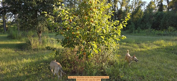 Sky and Blondie circle the persimmon tree, 2025-09-28 --jsq for OPF