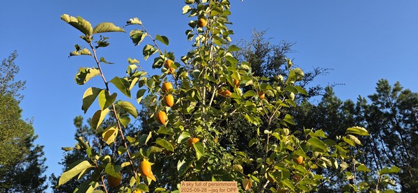 A sky full of persimmons, 2025-09-28 --jsq for OPF