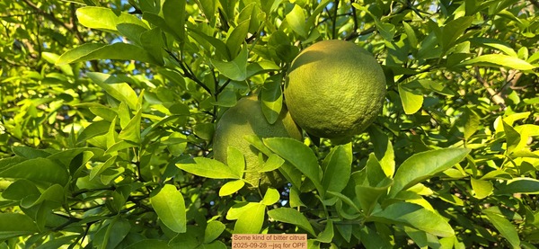 Some kind of bitter citrus, 2025-09-28 --jsq for OPF