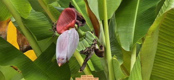 Nicer flower