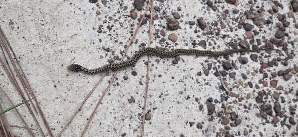 [Snake with pine straw, sand, and pebbles]