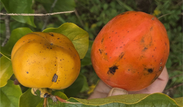 [Two kinds of persimmons]