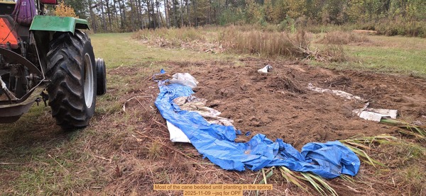 Most of the cane bedded until planting in the spring, 2025-11-09 --jsq for OPF