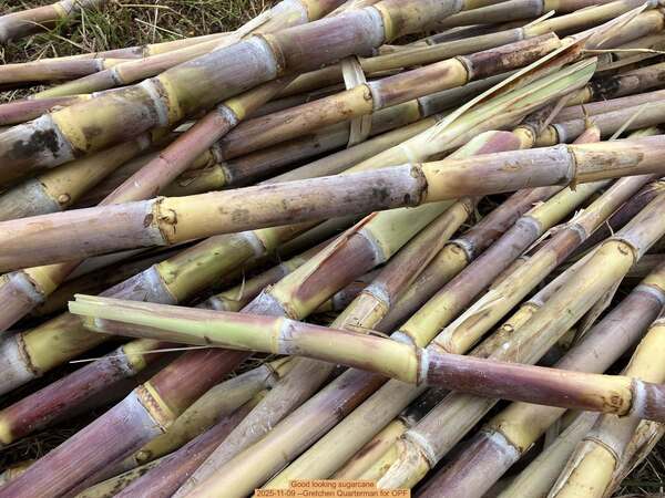 Good looking sugarcane, 2025-11-09 --Gretchen Quarterman for OPF
