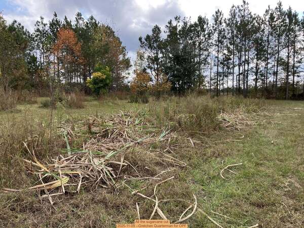 All the sugarcane cut, 2025-11-09 --Gretchen Quarterman for OPF