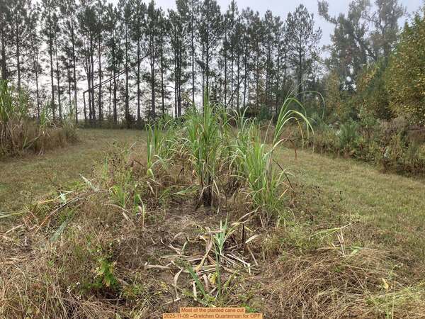 [Most of the planted cane cut, 2025-11-09 --Gretchen Quarterman for OPF]