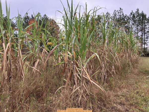 Standing sugarcane, 2025-11-09 --Gretchen Quarterman for OPF