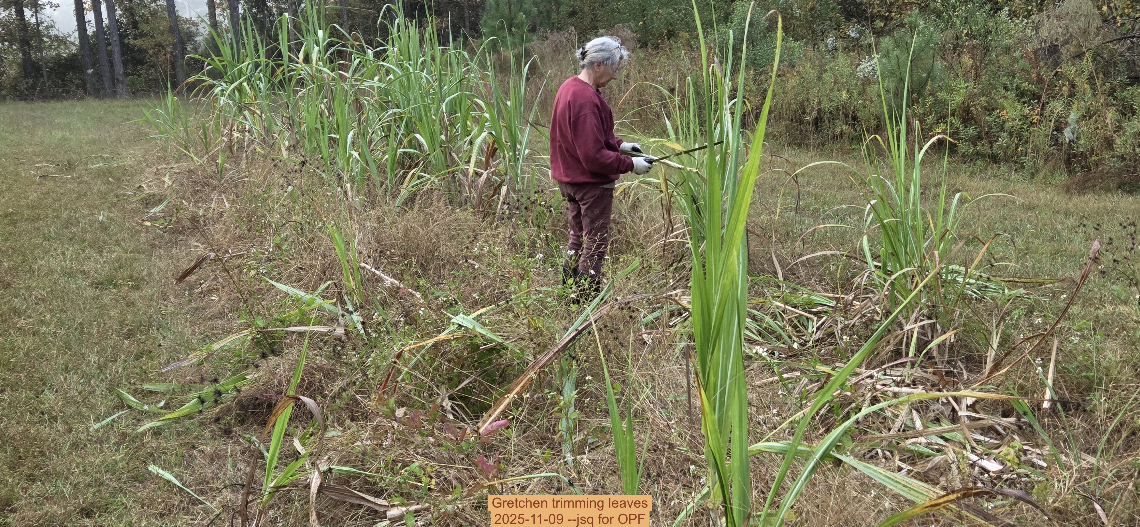 Gretchen trimming leaves, 2025-11-09 --jsq for OPF