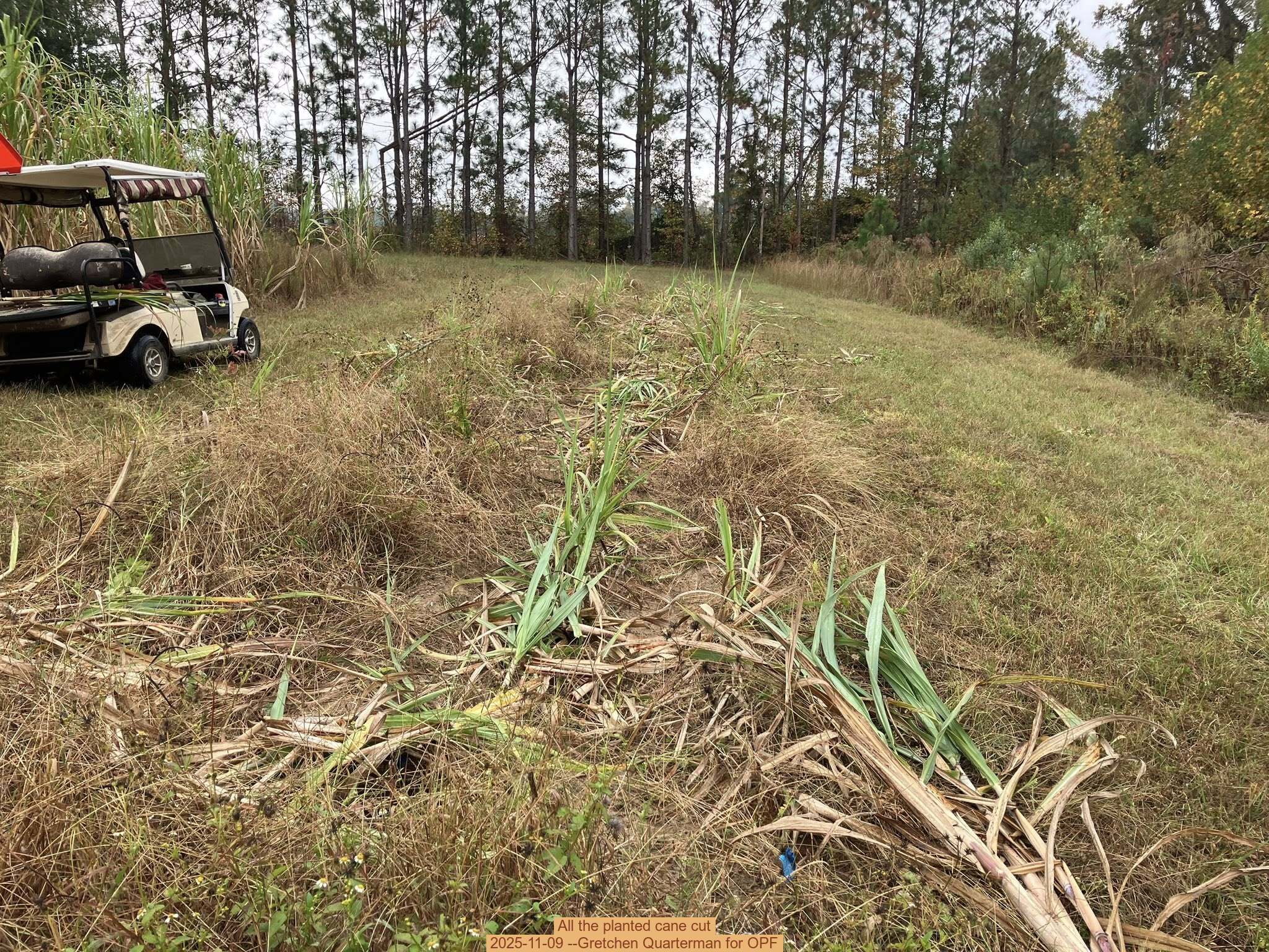 All the planted cane cut, 2025-11-09 --Gretchen Quarterman for OPF