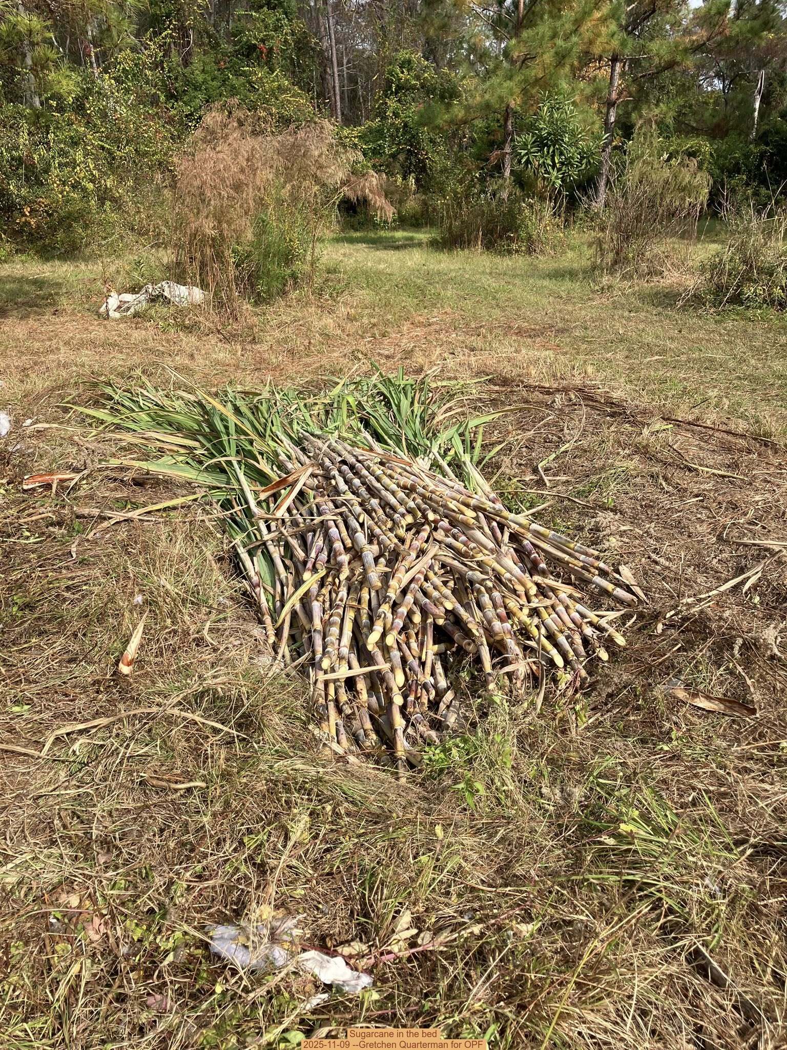 Sugarcane in the bed, 2025-11-09 --Gretchen Quarterman for OPF