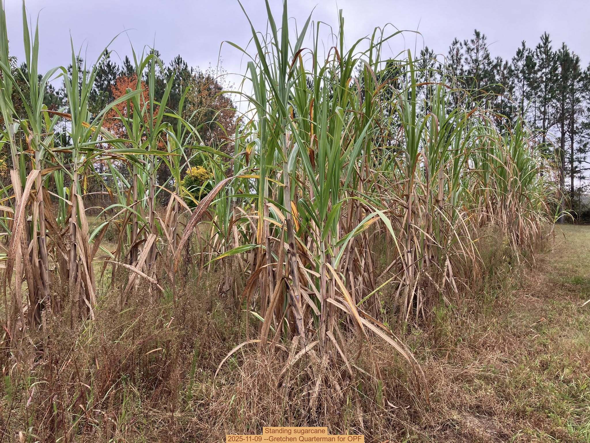 Standing sugarcane, 2025-11-09 --Gretchen Quarterman for OPF