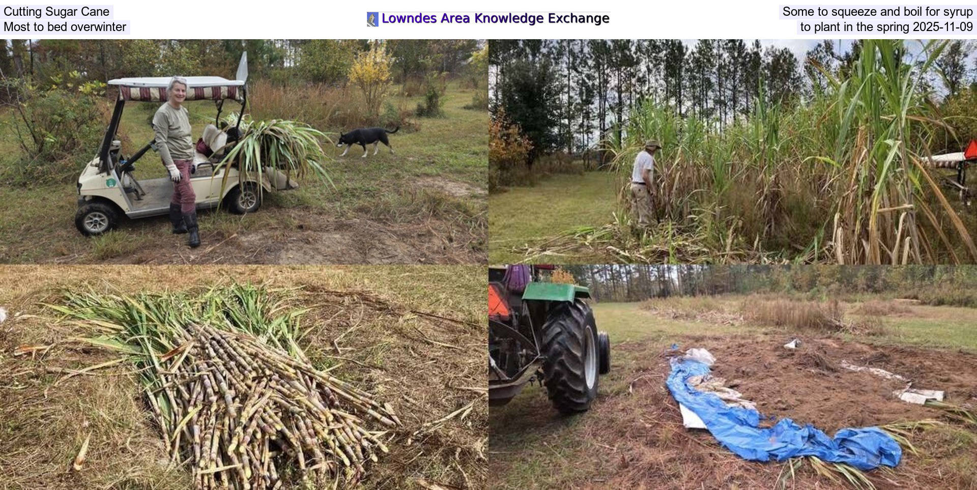 Cutting Sugar Cane, Some to squeeze and boil for syrup, Most to bed overwinter, to plant in the spring 2025-11-09
