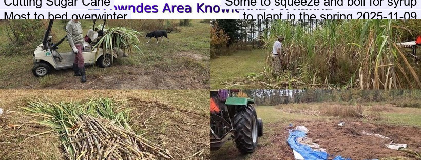 Cutting Sugar Cane, Some to squeeze and boil for syrup, Most to bed overwinter, to plant in the spring 2025-11-09