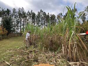 [jsq cutting sugarcane, 2025-11-09 --Gretchen Quarterman for OPF]