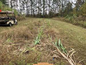 [All the planted cane cut, 2025-11-09 --Gretchen Quarterman for OPF]