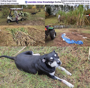 [Cutting Sugar Cane, Some to squeeze and boil for syrup, Most to bed overwinter, to plant in the spring 2025-11-09]