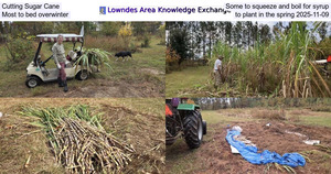 [Cutting Sugar Cane, Some to squeeze and boil for syrup, Most to bed overwinter, to plant in the spring 2025-11-09]