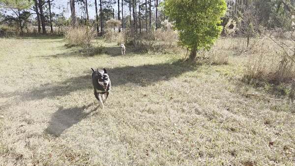 Movie: Still galumphing (17M)