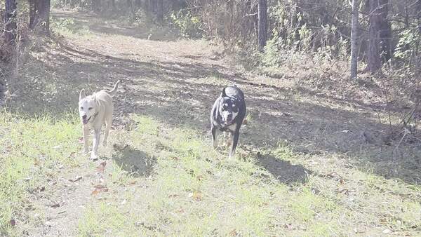 Movie: Still going after a mile (4.9M)