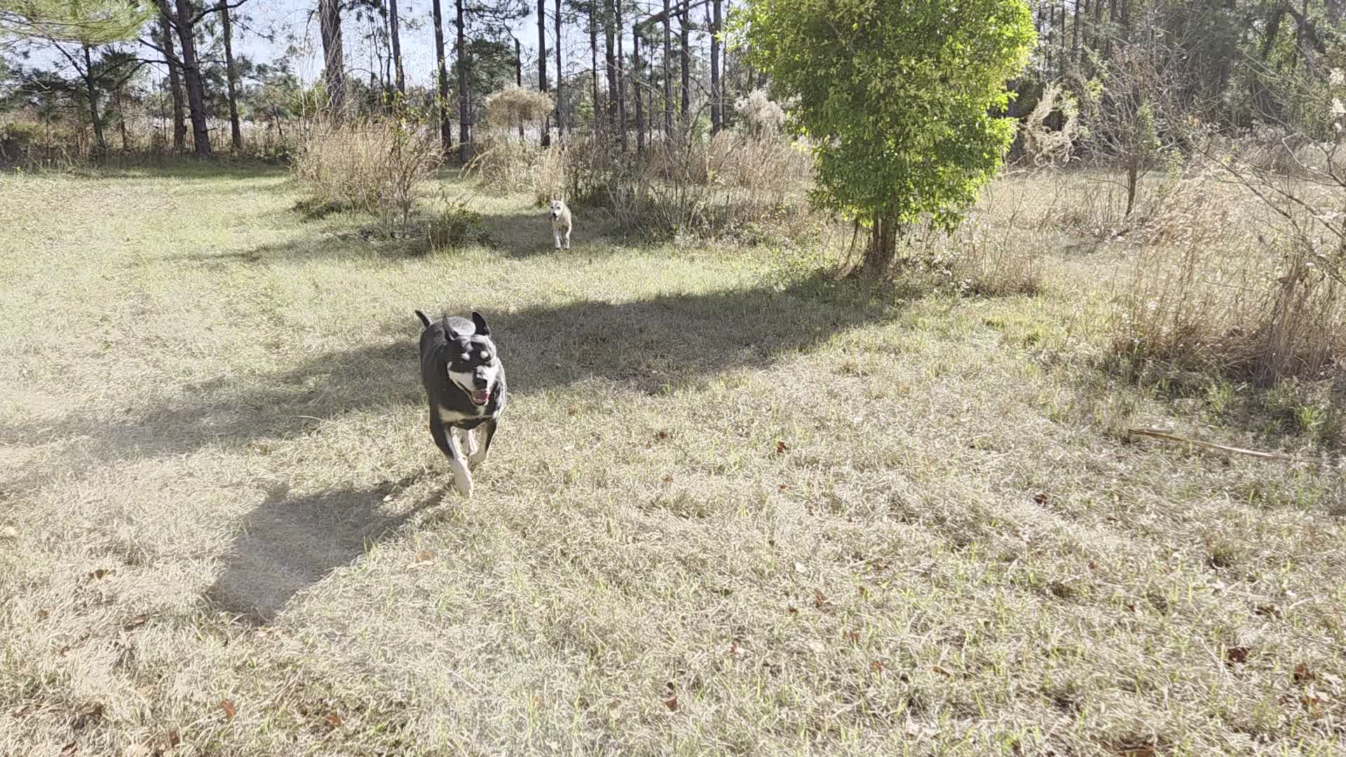 Movie: Still galumphing (17M)