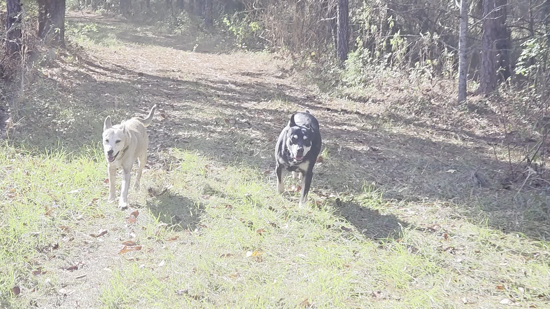 Movie: Still going after a mile (4.9M)