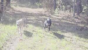 [Movie: Still going after a mile (4.9M)]