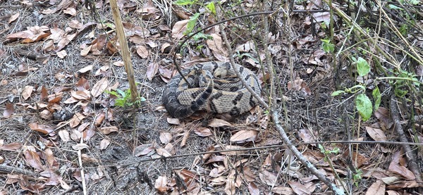 [Would be well-hidden but was loud]