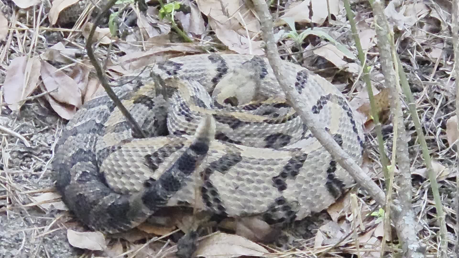 Movie: Closeup (13M)