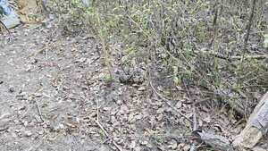 [Movie: In the edge of the weeds (10M)]