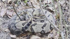 [Movie: Closeup (13M)]