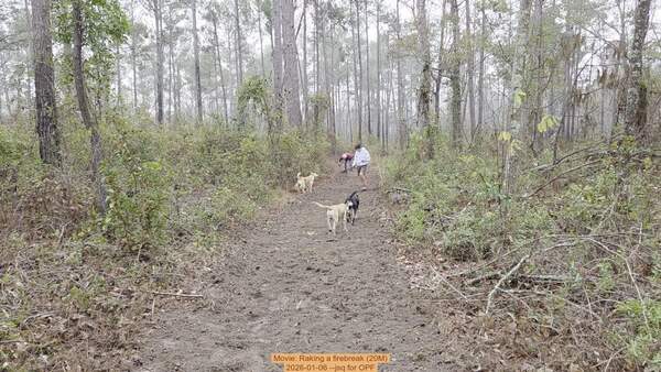 Movie: Raking a firebreak (20M), 2026-01-06, 5-acre prescribed burn --jsq for OPF