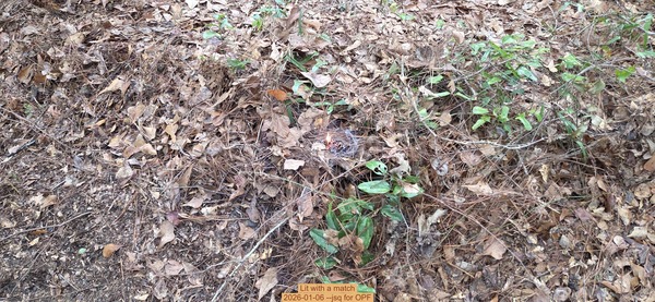 [Lit with a match, 2026-01-06, 5-acre prescribed burn --jsq for OPF]